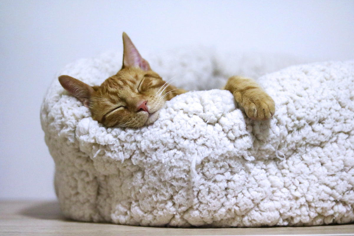 Does Good Sleep Really Start with Melatonin Diffusers – Goodnight Natural