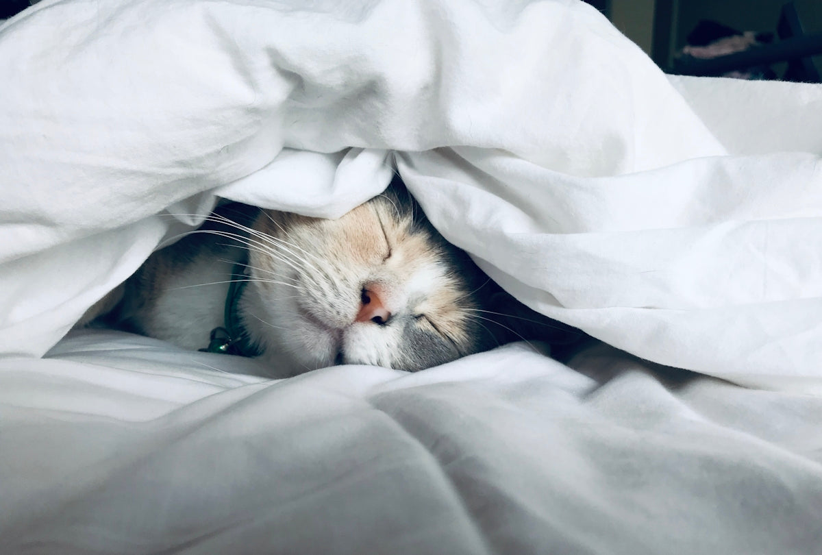 The Truth About Melatonin Side Effects on Sleep – Goodnight Natural